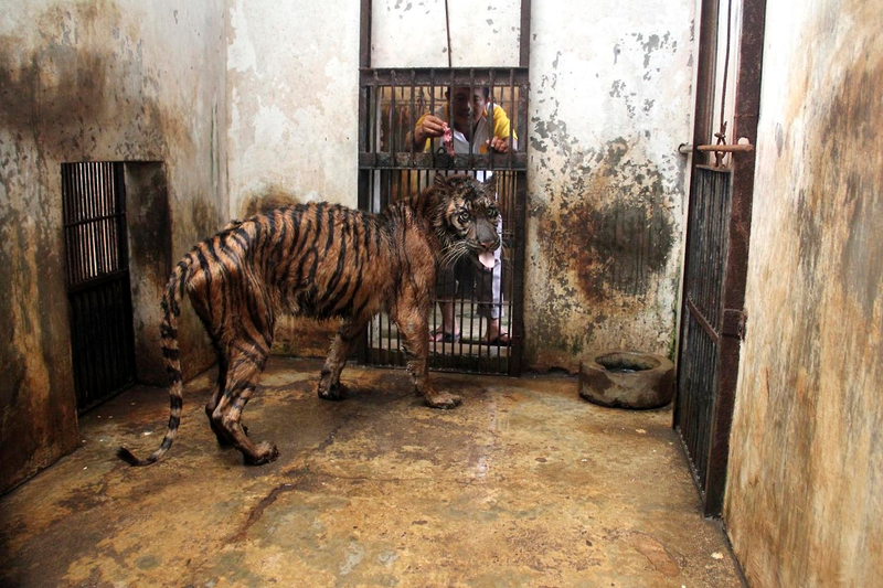 Illustration for article titled "Zoo of Death" hits new low point – hangs lion